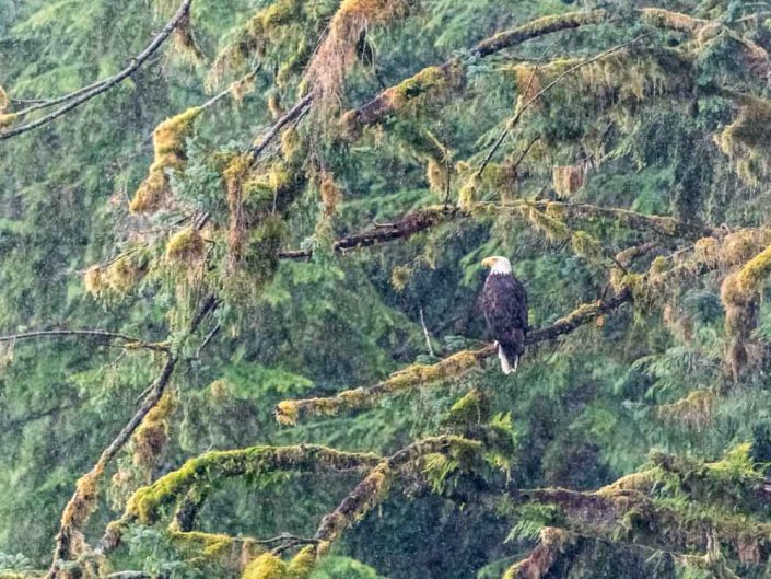 sea-eagle-appollaiata-foresta-pluviale